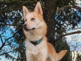 À vendre : 3 chiots Pomsky mâles non LOF nés en avril 2026