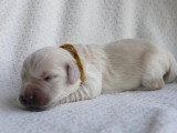 8 chiots Golden Retriever LOF nés en mai 2026 à réserver