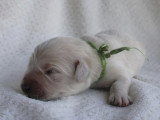 8 chiots Golden Retriever LOF nés en mai 2026 à réserver