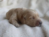 8 chiots Golden Retriever LOF nés en mai 2026 à réserver