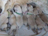 8 chiots Golden Retriever LOF nés en mai 2026 à réserver
