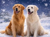 8 chiots Golden Retriever LOF nés en mai 2026 à réserver