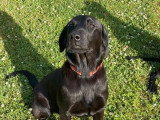 Chiot Retriever du Labrador mâle à vendre LOF de novembre 2025