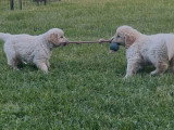 Portée Golden Retriever LOF 1 mâle 1 femelle nés avril 2026 à vendre