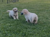 Portée Golden Retriever LOF 1 mâle 1 femelle nés avril 2026 à vendre