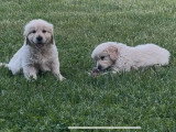Portée Golden Retriever LOF 1 mâle 1 femelle nés avril 2026 à vendre