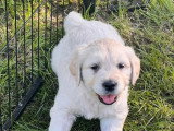 Portée Golden Retriever LOF 1 mâle 1 femelle nés avril 2026 à vendre
