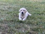 Portée Golden Retriever LOF 1 mâle 1 femelle nés avril 2026 à vendre