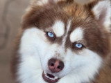 Saillie Pomsky F3 mâle non LOF robe chocolat yeux bleus
