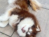 Saillie Pomsky F3 mâle non LOF robe chocolat yeux bleus