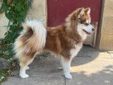 Saillie Pomsky F3 mâle non LOF robe chocolat yeux bleus