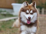 Saillie Pomsky F3 mâle non LOF robe chocolat yeux bleus