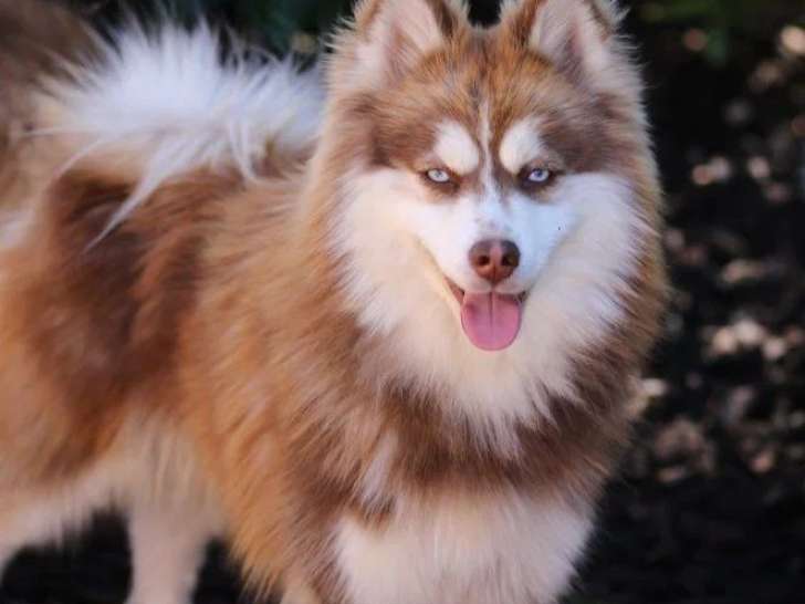 Saillie Pomsky F3 mâle non LOF robe chocolat yeux bleus