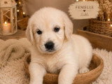 À réserver : 6 chiots Golden Retriever sable non inscrits au LOF