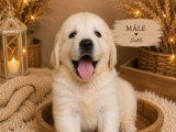 À réserver : 6 chiots Golden Retriever sable non inscrits au LOF
