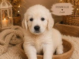 À réserver : 6 chiots Golden Retriever sable non inscrits au LOF