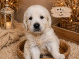 À réserver : 6 chiots Golden Retriever sable non inscrits au LOF
