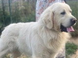 À réserver : 6 chiots Golden Retriever sable non inscrits au LOF