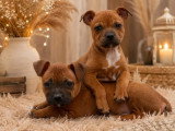 4 chiots Staffordshire Bull Terrier fauves LOF à réserver