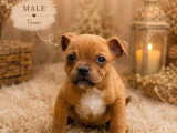 4 chiots Staffordshire Bull Terrier fauves LOF à réserver