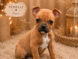 4 chiots Staffordshire Bull Terrier fauves LOF à réserver