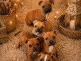 4 chiots Staffordshire Bull Terrier fauves LOF à réserver