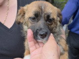 Rosie, chiot femelle à adopter en association