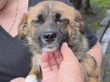 Rosie, chiot femelle à adopter en association