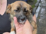 Rosie, chiot femelle à adopter en association