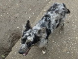 Jango, petit chien roumain à adopter en association