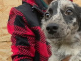 Jango, petit chien roumain à adopter en association