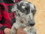 Jango, petit chien roumain à adopter en association