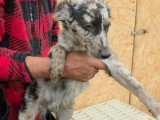 Jango, petit chien roumain à adopter en association