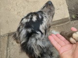 Jango, petit chien roumain à adopter en association