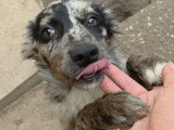 Jango, petit chien roumain à adopter en association