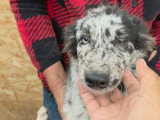 Paloma, petite chienne roumaine à adopter en association