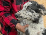 Paloma, petite chienne roumaine à adopter en association