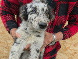 Paloma, petite chienne roumaine à adopter en association