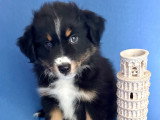 Chiots Berger Américain Miniature à vendre