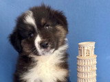 Chiots Berger Américain Miniature à vendre