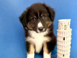Chiots Berger Américain Miniature à vendre