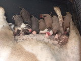 Chiots Bully Staff à réserver