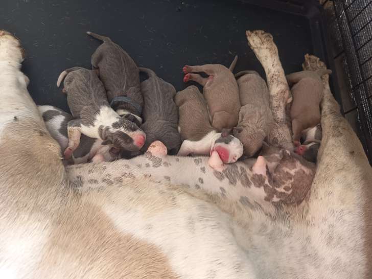 Chiots Bully Staff à réserver