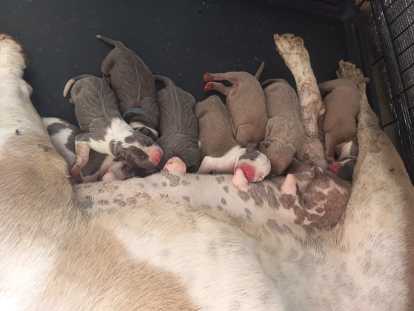 Chiots Bully Staff à réserver