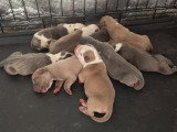 Chiots Bully Staff à réserver