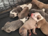 Chiots Bully Staff à réserver