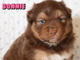 Chiot de race Berger Australien femelle à vendre (LOF)
