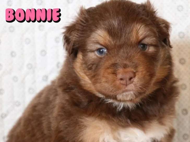 Chiot de race Berger Australien femelle à vendre (LOF)
