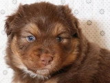 Chiot de race Berger Australien femelle à vendre (LOF)