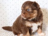 Chiot de race Berger Australien femelle à vendre (LOF)